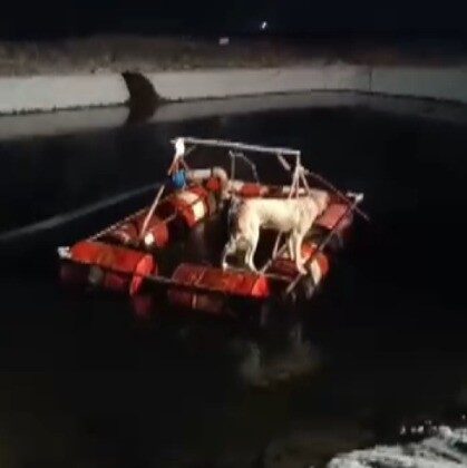 Havuza düşen köpek işçiler tarafından kurtarıldı