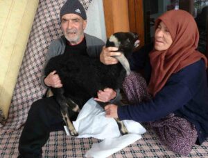 Karlar arasında kuzularına sarılı halde bulunan Naciye nine kuzusuna kavuştu