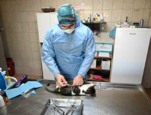 Kemer’de Kasım ayında 200 hayvan kısırlaştırıldı