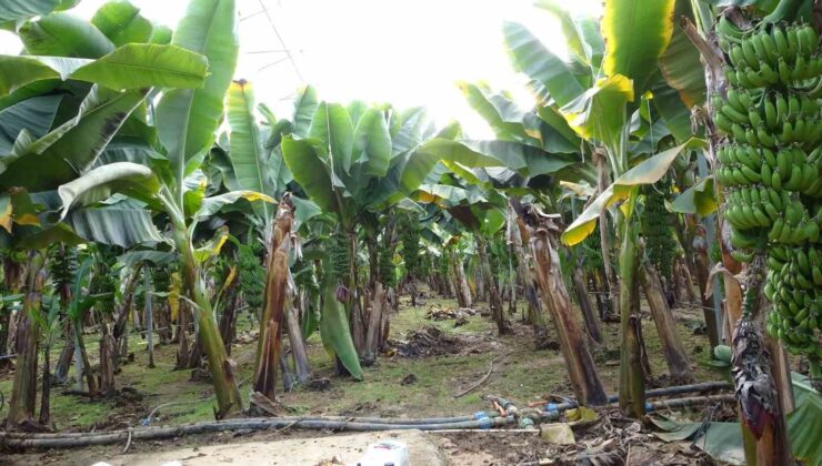 Manavgat’ta hortumun ve yağmurun vurduğu tarım alanlarında zarar büyük