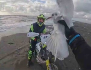 Motosikletiyle yakaladığı yaralı martıya can oldu