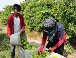 Suriyelilerin ülkelerine dönüşü tarım sektörünü sekteye uğratabilir