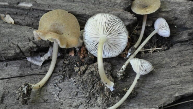 Türkiye’de yetişen ‘Entoloma’ türü 4 yeni mantar keşfedildi