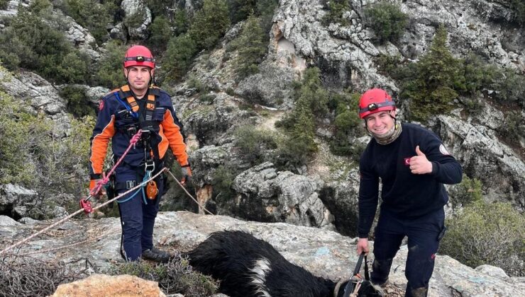 Uçurumda mahsur kalan keçi, itfaiye ekiplerince kurtarıldı