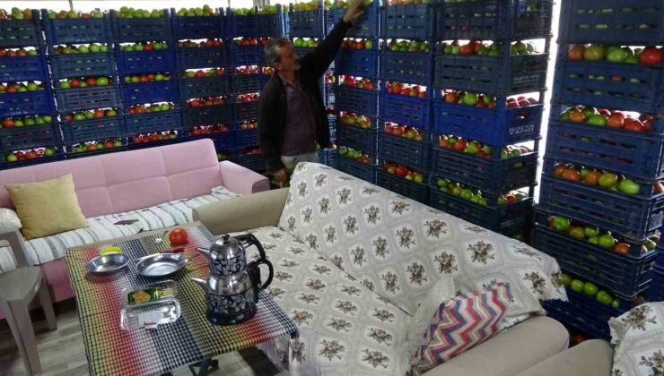 Yetiştirdiği ürünle gurur duyan üretici, 3 ton domatesi evine taşıdı