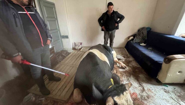 450 kiloluk tosun kahvaltı yapan çocukların bulunduğu salona daldı büyük panik yaşattı