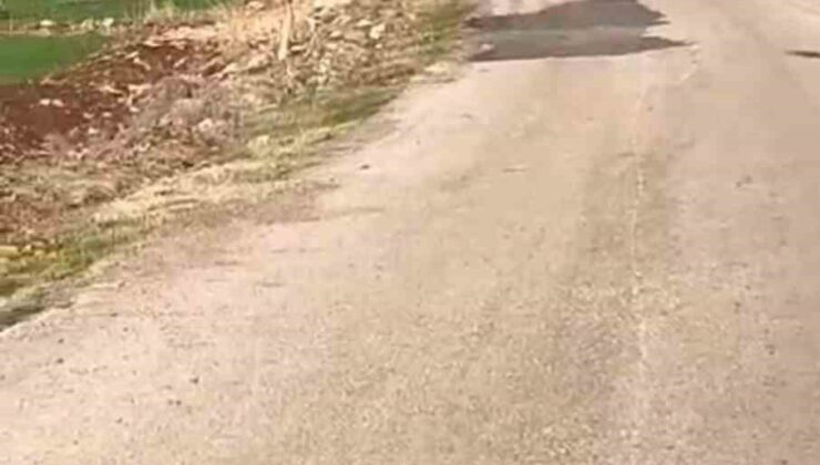 Acemi avcı domuz sürüsünde hedefi tutturamayınca arkadaşı dalga geçti