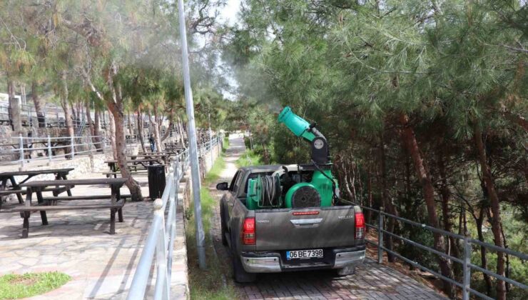 Alanya Belediyesi çam kese böceğine önlem aldı
