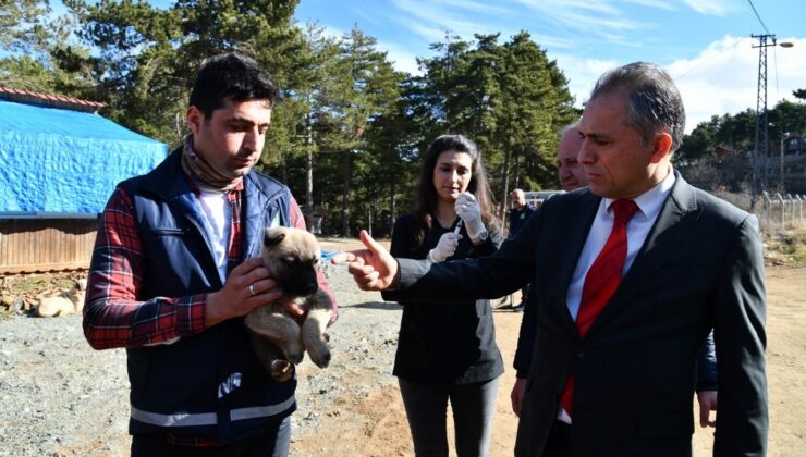 Amanos Dağları’na yaban ve sokak hayvanları için yem bırakıldı
