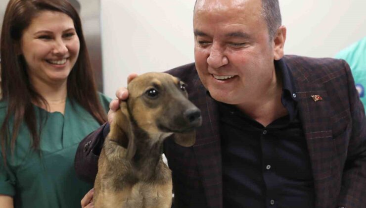 Antalya Büyükşehir Belediyesi 30 bine yakın kedi ve köpeğin tedavisini gerçekleştirdi