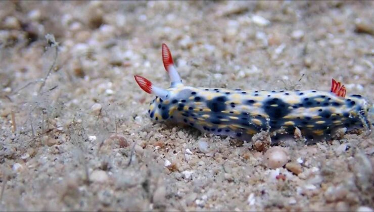 Antalya Körfezi’nde 15 yıl önce görülmüştü, tekrar görüntülendi