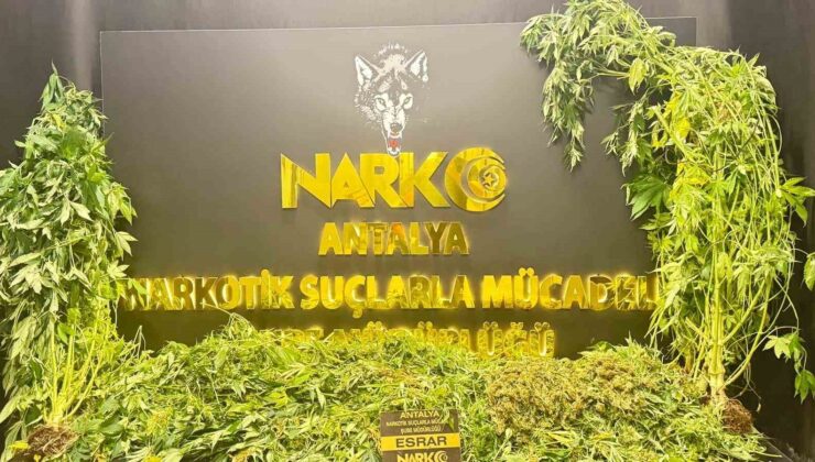 Antalya’da son 1 haftada 11 kilogram skunk ele geçirildi