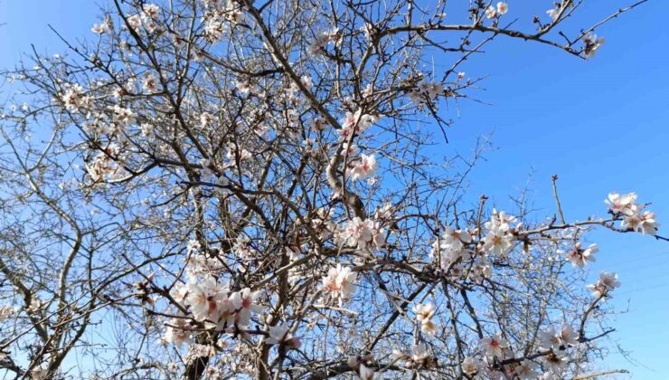 Gazipaşa’da badem ağaçları “yalancı bahar”a aldandı