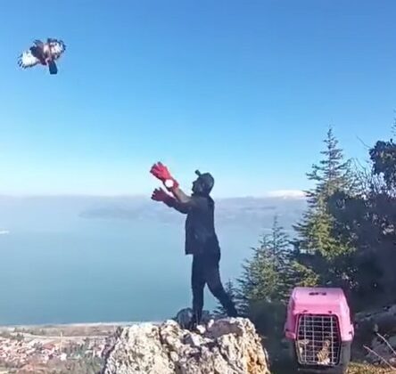 Isparta’da yaralı bulunan kızıl şahin tedavisinin ardından doğaya salındı