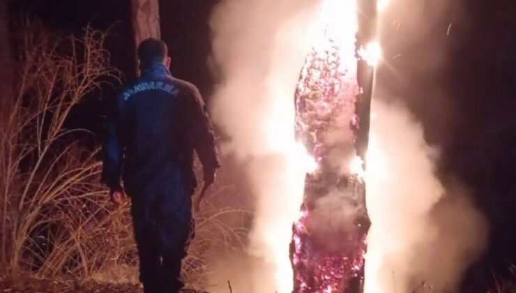 Isparta’da yıldırımın düştüğü ağaç küle döndü