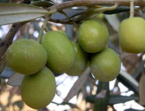 Mersin’de 150 bin  ton zeytin rekoltesi elde edildi
