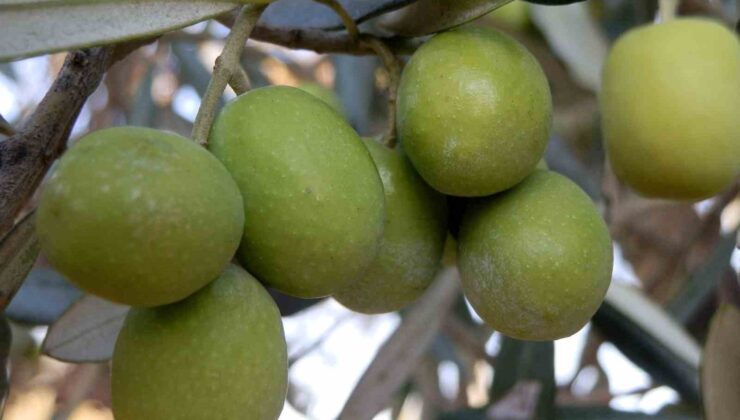 Mersin’de 150 bin  ton zeytin rekoltesi elde edildi
