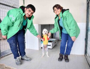 Mersin’de bin patili dost sıcak yuvaya kavuştu