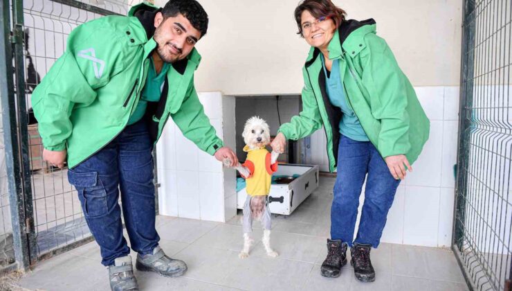 Mersin’de bin patili dost sıcak yuvaya kavuştu