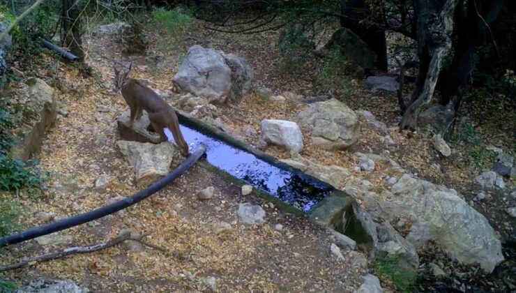 Nesli tükenme tehlikesi altındaki karakulaklar fotokapan ile görüntülendi