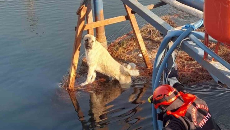 Sulama kanalındaki köpek kurtarıldı