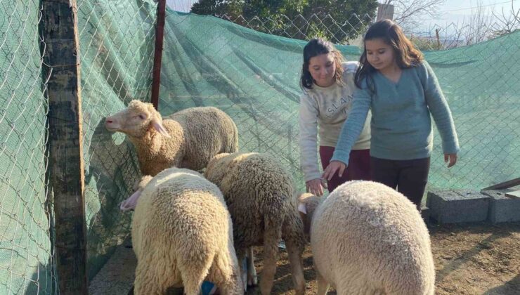 Telef olan koyunları için gözyaşı döken Melek’in yüzünü Başkan İba güldürdü