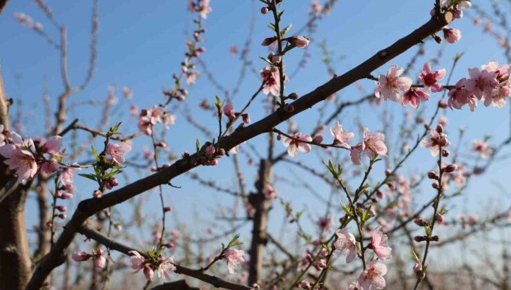 Adana’da şeftali ağaçları erken çiçek açtı