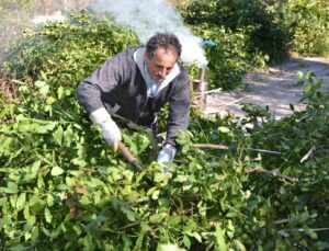 Antalya’dan tüm dünyaya ihraç ediliyor: 300 ton defne yaprağı hasadı yapıldı