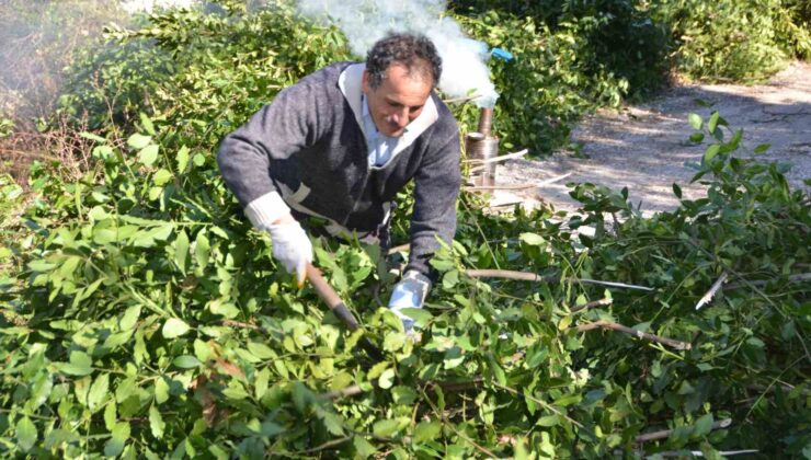 Antalya’dan tüm dünyaya ihraç ediliyor: 300 ton defne yaprağı hasadı yapıldı