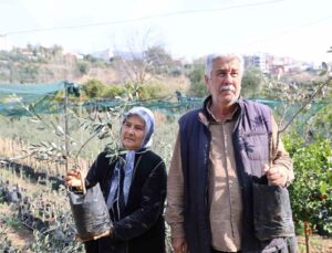 Dağdan topladıkları zeytin fidanlarını aşılayıp dayanıklı zeytin ağacı ortaya çıkardılar