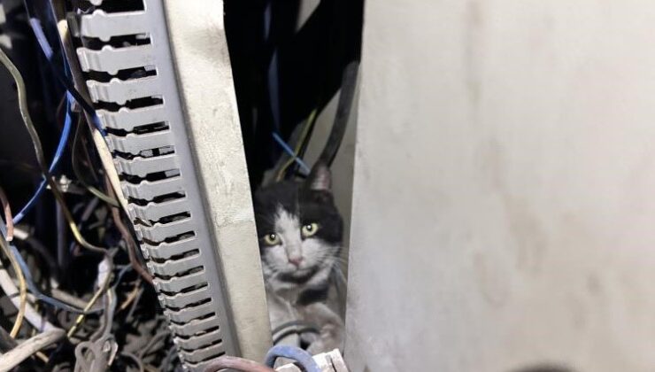 Elektrik panosuna giren kedi 5 saat sonra kurtarıldı