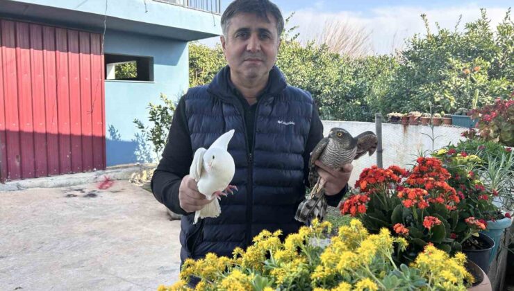Güvercinlerini parçalayan atmacayı yakalayıp besledikten sonra doğaya saldı