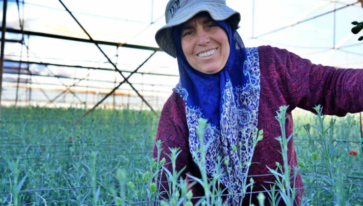 Kadınlar Günü’ne özel 80 milyon dal karanfil ihracatından 10 milyon dolarlık beklenti