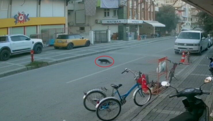 Kaybolan cins kediyi polisler bulup sahibine teslim etti