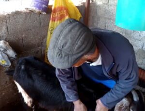 Köpekler dehşet saçtı: Gebe 26 hayvan telef oldu