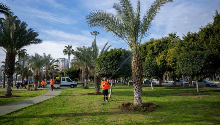 Mersin’in simgesi palmiyeler zararlılara karşı korunuyor
