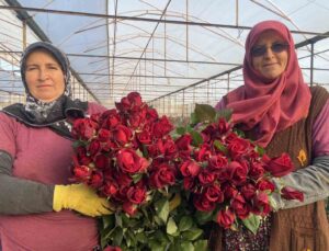Sevgililer Günü gül üreticisinin yüzünü güldürecek