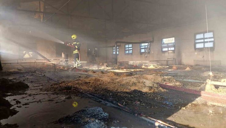 Tarsus’ta tavuk üretim tesisinde çıkan yangında binlerce civciv telef oldu