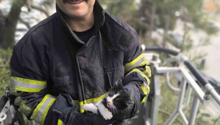 Ağaçta mahsur kalan kediyi itfaiye kurtardı