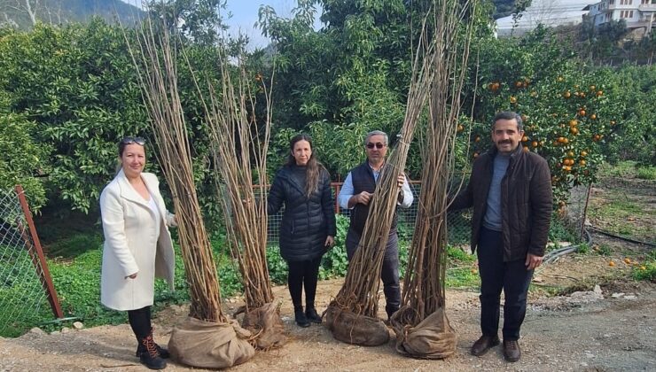 Alanya’da 7 üreticiye dut fidanı desteği