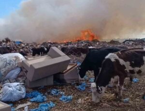 Alevlere aldırmayan inekler otlamaya, çoban ise yangını izlemeye devam etti