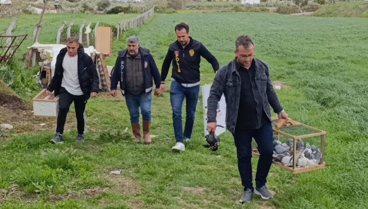 Antalya’da 3 ayrı adresten çalınan 95 güvercin, boş arazideki kümeste bulundu