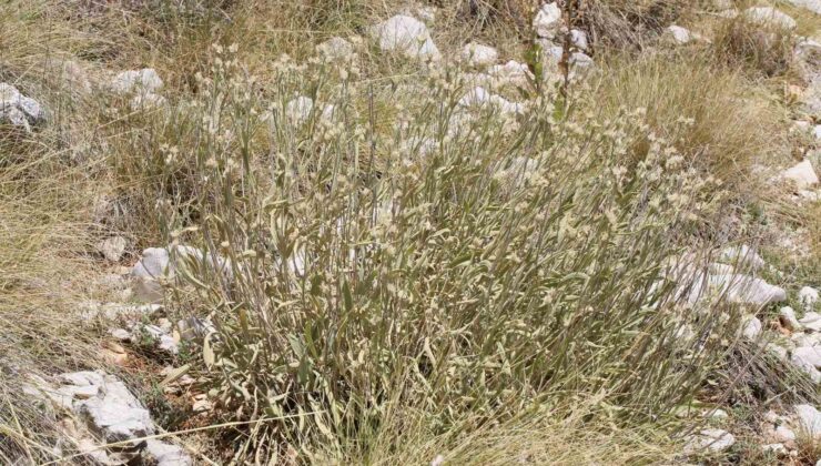 Antalya’da dünya literatürüne yeni bir bitki kazandırıldı