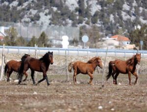 Antalya’da yılkı atları havadan görüntülendi