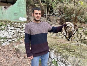 Avlanmak için balık dolu havuza dalan şahin telef oldu