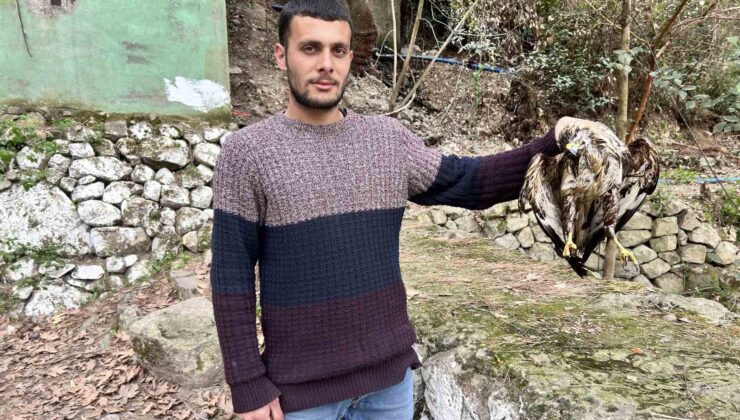 Avlanmak için balık dolu havuza dalan şahin telef oldu