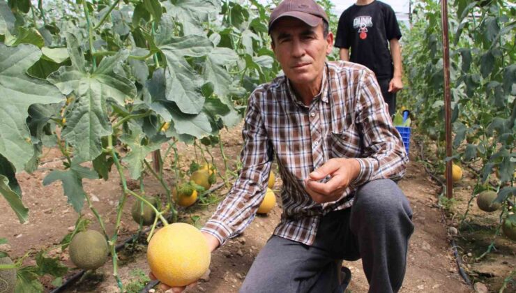 “Bu mevsimde olmaz” dediler, 2 ton hasat yapıp kilosunu 200 TL’den sattı