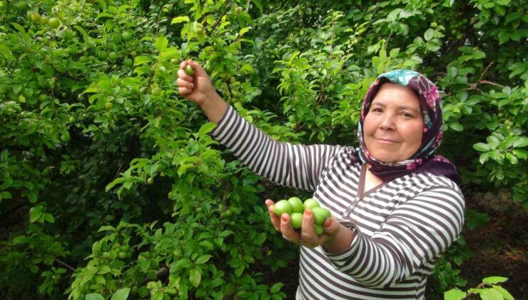 Hasada 8 bin TL ile başlanan erikte fiyat 400 TL’ye kadar düştü