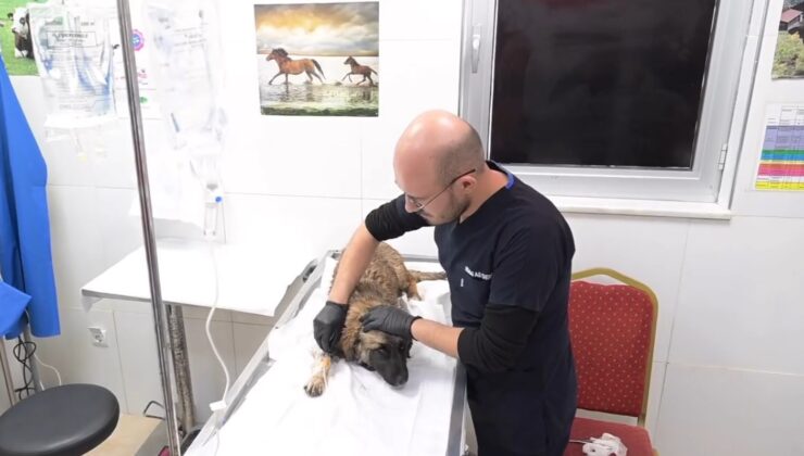 Isparta Belediyesi Hayvan Bakım Merkezi 2 bin 500 köpek ve 350 kediye ev sahipliği yapıyor