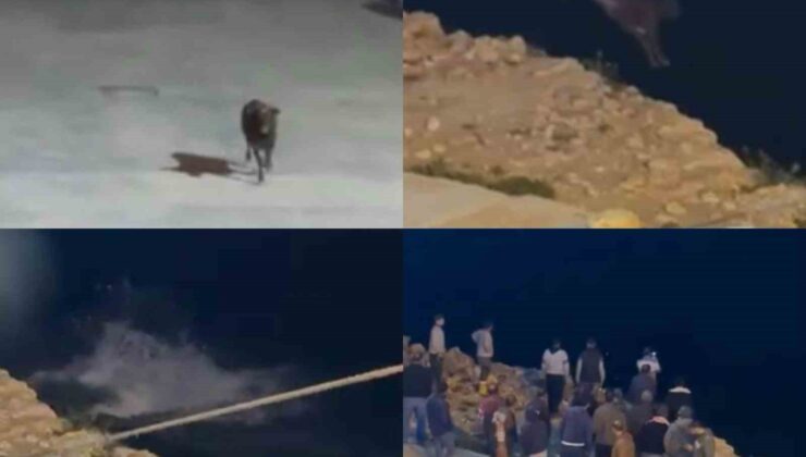 Kaçan angus denize balıklama atladı… O anlar kamerada